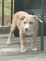 Ace, a male American Bully for sale in West Bloomfield, MI – Photo 2 of 9