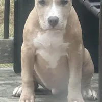 Ace, a male American Bully for sale in West Bloomfield, MI – Photo 3 of 9