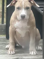 Ace, a male American Bully for sale in West Bloomfield, MI – Photo 1 of 9