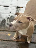 Ace, a male American Bully for sale in West Bloomfield, MI – Photo 7 of 9