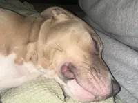 Ace, a male American Bully for sale in West Bloomfield, MI – Photo 8 of 9