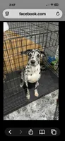 Albus, a male Great Dane for sale in Jefferson City, MO – Photo 1 of 2