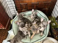 Female Merle, a female French Bulldog for sale in Zanesville, OH – Photo 7 of 9
