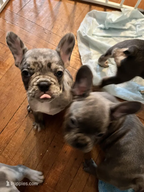 Female Merle – French Bulldog puppy for sale in Zanesville, OH