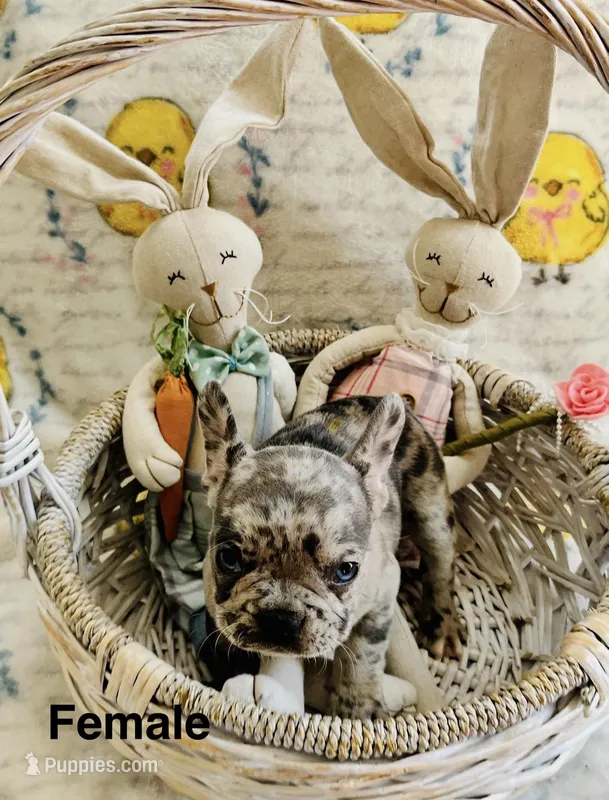 Female Merle, a female French Bulldog for sale in Zanesville, OH – Photo 1 of 9