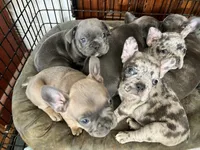 Female Merle, a female French Bulldog for sale in Zanesville, OH – Photo 6 of 9