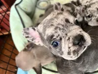 Female Merle, a female French Bulldog for sale in Zanesville, OH – Photo 8 of 9