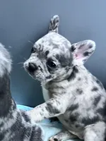 Female Merle, a female French Bulldog for sale in Zanesville, OH – Photo 3 of 9