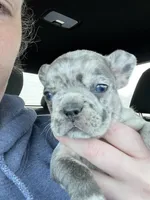 Female Merle, a female French Bulldog for sale in Zanesville, OH – Photo 5 of 9