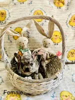 Female Merle, a female French Bulldog for sale in Zanesville, OH – Photo 2 of 9