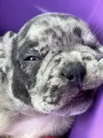 Female Merle, a female French Bulldog for sale in Zanesville, OH – Photo 4 of 9