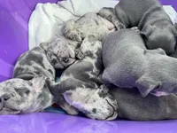 Female Merle, a female French Bulldog for sale in Zanesville, OH – Photo 9 of 9