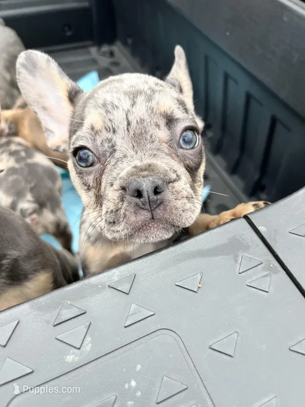 Male Merle (1) – French Bulldog puppy for sale in Zanesville, OH