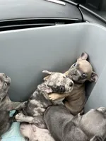 Male Merle (1), a male French Bulldog for sale in Zanesville, OH – Photo 7 of 10