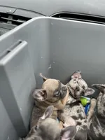 Male Merle (1), a male French Bulldog for sale in Zanesville, OH – Photo 4 of 10