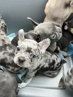 Male Merle (1), a male French Bulldog for sale in Zanesville, OH – Photo 6 of 10