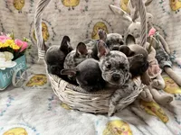 Male Merle (1), a male French Bulldog for sale in Zanesville, OH – Photo 8 of 10