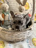 Male Merle (1), a male French Bulldog for sale in Zanesville, OH – Photo 5 of 10