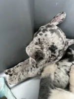 Male Merle (1), a male French Bulldog for sale in Zanesville, OH – Photo 9 of 10