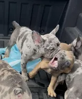 Female Red Fawn, a female French Bulldog for sale in Zanesville, OH – Photo 9 of 10