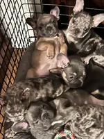 Female Red Fawn, a female French Bulldog for sale in Zanesville, OH – Photo 7 of 10