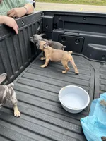 Female Red Fawn, a female French Bulldog for sale in Zanesville, OH – Photo 10 of 10