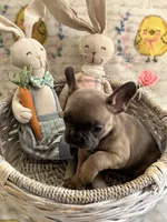 Female Tan/Black Mask, a female French Bulldog for sale in Zanesville, OH – Photo 5 of 10