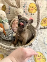 Female Tan/Black Mask, a female French Bulldog for sale in Zanesville, OH – Photo 3 of 10
