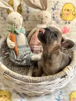 Female Tan/Black Mask, a female French Bulldog for sale in Zanesville, OH – Photo 4 of 10