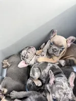 Female Tan/Black Mask, a female French Bulldog for sale in Zanesville, OH – Photo 10 of 10