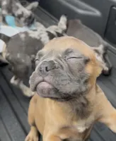 Female Red Fawn, a female French Bulldog for sale in Zanesville, OH – Photo 3 of 10