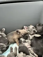 Female Tan/Black Mask, a female French Bulldog for sale in Zanesville, OH – Photo 7 of 10