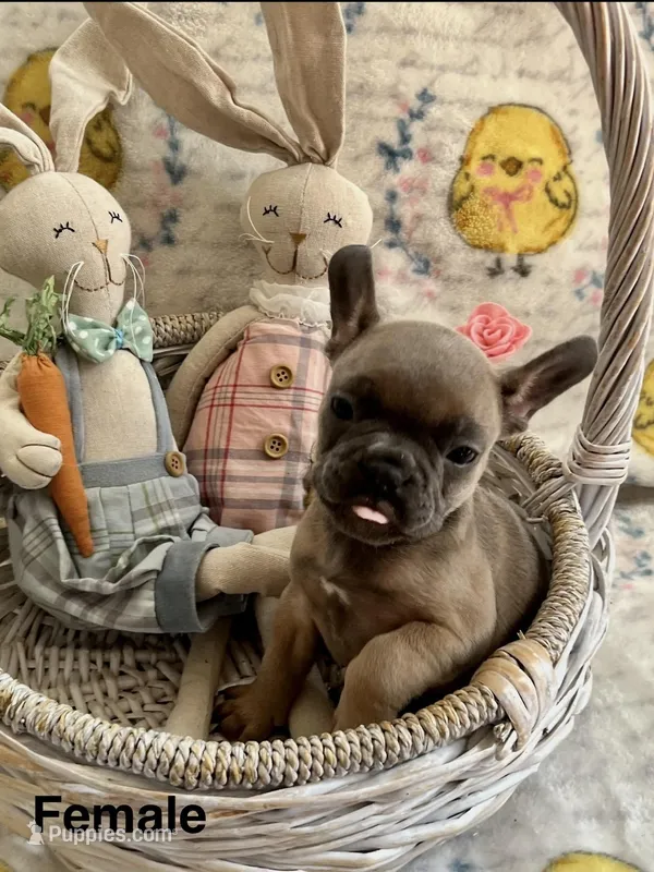 Female Tan/Black Mask, a female French Bulldog for sale in Zanesville, OH – Photo 1 of 10