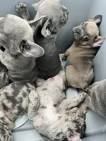 Female Tan/Black Mask, a female French Bulldog for sale in Zanesville, OH – Photo 9 of 10