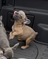 Female Red Fawn, a female French Bulldog for sale in Zanesville, OH – Photo 2 of 10