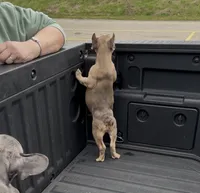 Female Red Fawn, a female French Bulldog for sale in Zanesville, OH – Photo 4 of 10