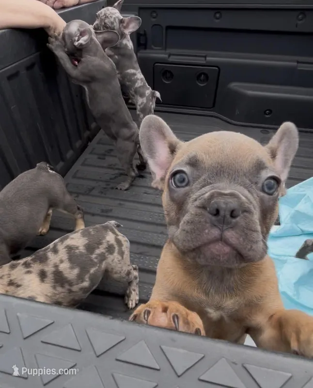 Female Red Fawn – French Bulldog puppy for sale in Zanesville, OH