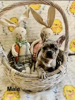 Male Merle, a male French Bulldog for sale in Zanesville, OH – Photo 2 of 9