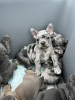 Male Merle, a male French Bulldog for sale in Zanesville, OH – Photo 9 of 9
