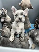 Male Merle, a male French Bulldog for sale in Zanesville, OH – Photo 8 of 9