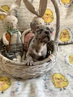 Male Merle, a male French Bulldog for sale in Zanesville, OH – Photo 4 of 9