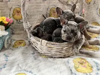 Male Merle, a male French Bulldog for sale in Zanesville, OH – Photo 6 of 9