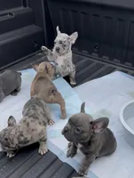 Male Merle, a male French Bulldog for sale in Zanesville, OH – Photo 1 of 9