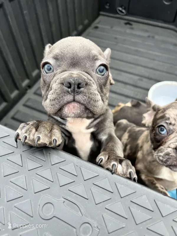 Male Blue Brindle (1) – French Bulldog puppy for sale in Zanesville, OH