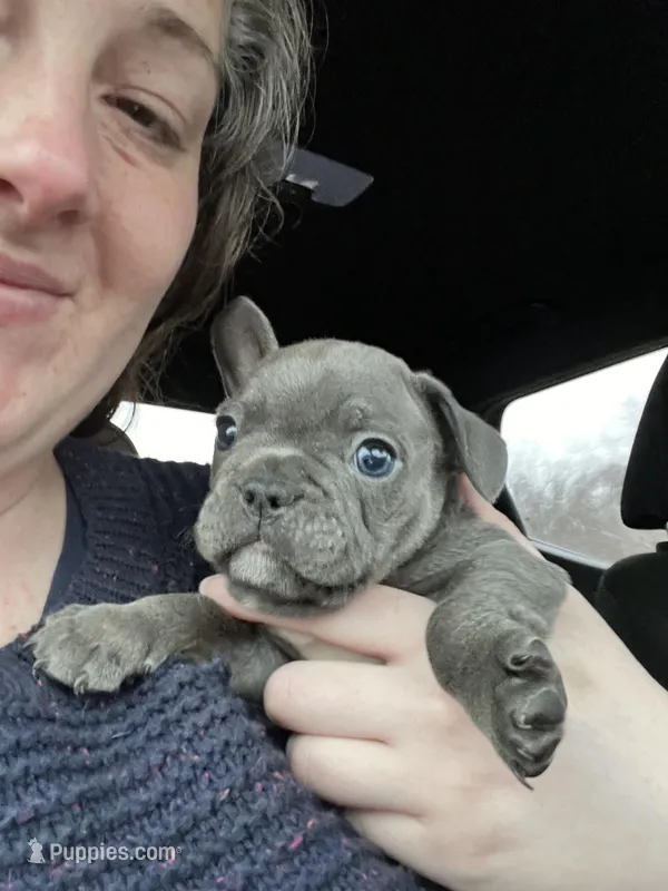 Male Blue Brindle (1), a male French Bulldog for sale in Zanesville, OH – Photo 1 of 1