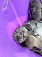 Male Merle (2), a male French Bulldog for sale in Zanesville, OH – Photo 5 of 10