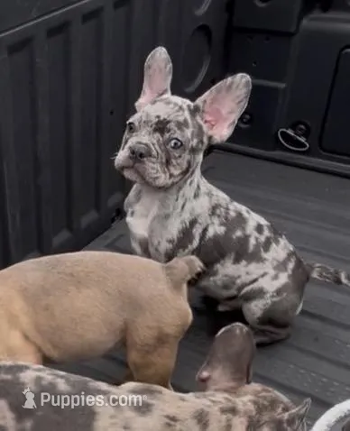 Male Merle (2) – French Bulldog puppy for sale in Zanesville, OH