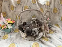 Male Merle (2), a male French Bulldog for sale in Zanesville, OH – Photo 8 of 10