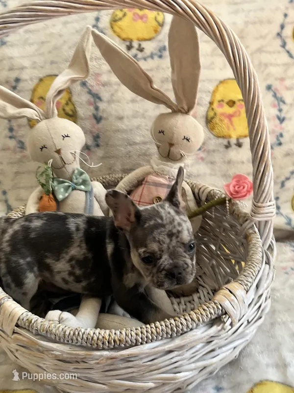 Male Merle (2), a male French Bulldog for sale in Zanesville, OH – Photo 1 of 10