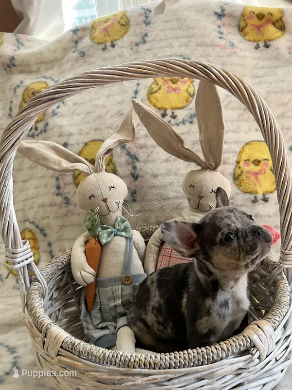 Male Merle (2) – French Bulldog puppy for sale in Zanesville, OH